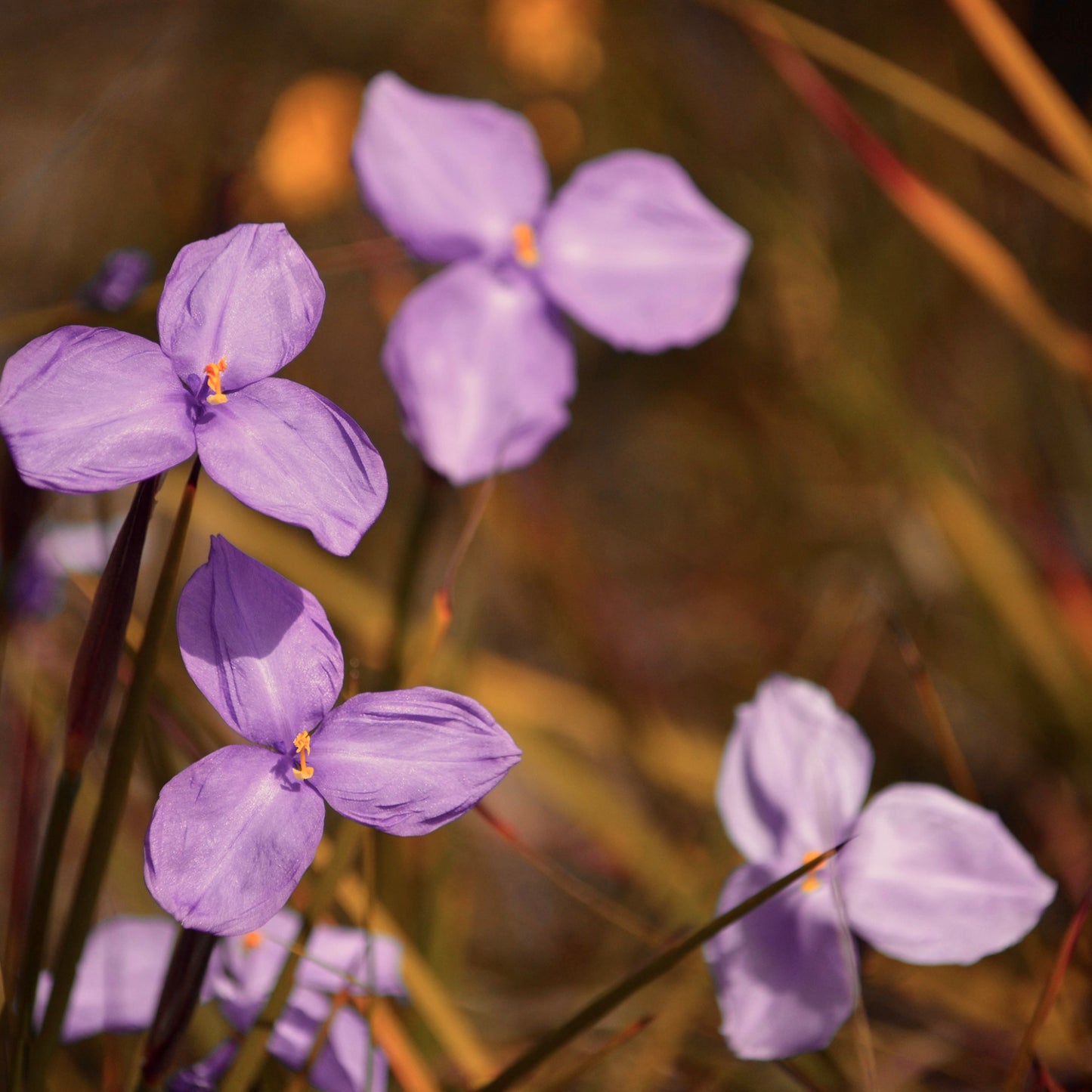 Patersonia on WGW 8ply/DK